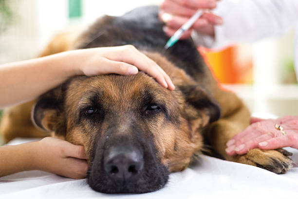 veterinario está dando vacuna el perro sheph alemán - german shepherd fotografías e imágenes de stock