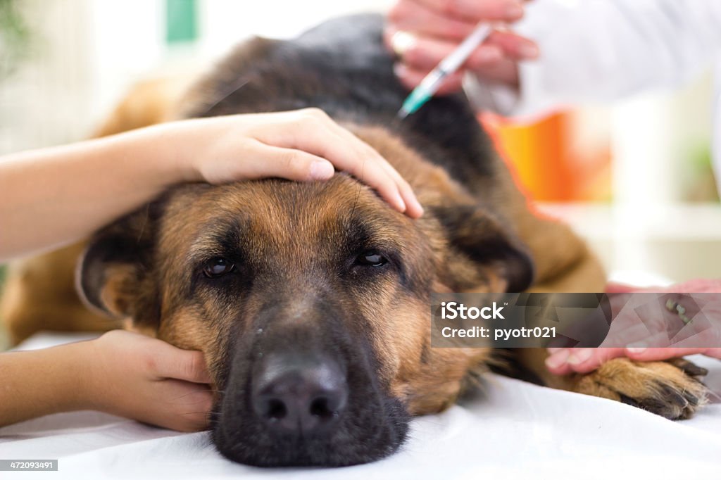A veterinarian giving a sick German Shepherd a vaccine veterinary surgeon is giving the vaccine to the dog German Shepherd,fokus on injection Dog Stock Photo