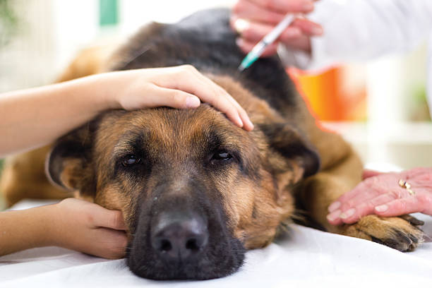 A veterinarian giving a sick German Shepherd a vaccine veterinary surgeon is giving the vaccine to the dog German Shepherd,fokus on injection surgical needle stock pictures, royalty-free photos & images