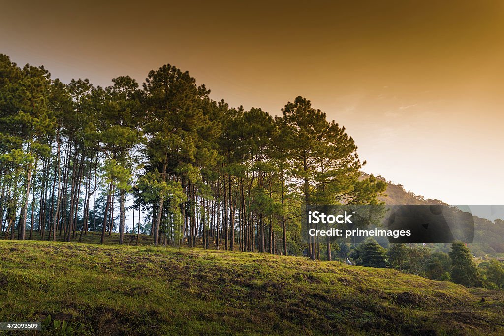 Schöne Sonne an einem nebligen Morgen-Berge. - Lizenzfrei Anhöhe Stock-Foto