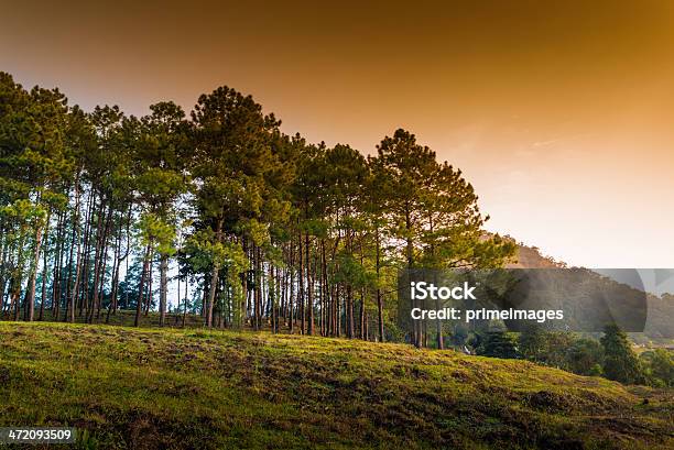 Schöne Sonne An Einem Nebligen Morgenberge Stockfoto und mehr Bilder von Anhöhe - Anhöhe, Asien, Baum