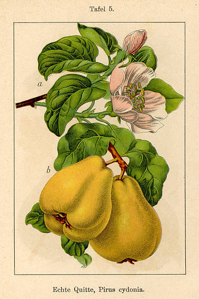 istock Botanic FiA v08 t05 Pirus cydonia 472093529