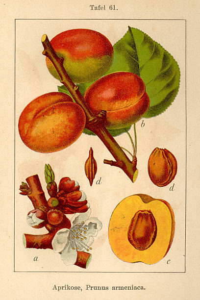 istock Botanic FiA v08 t61 Prunus armeniaca 472093699