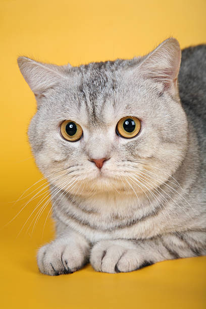 istock British silver gray cat on yellow background portrait 472093935