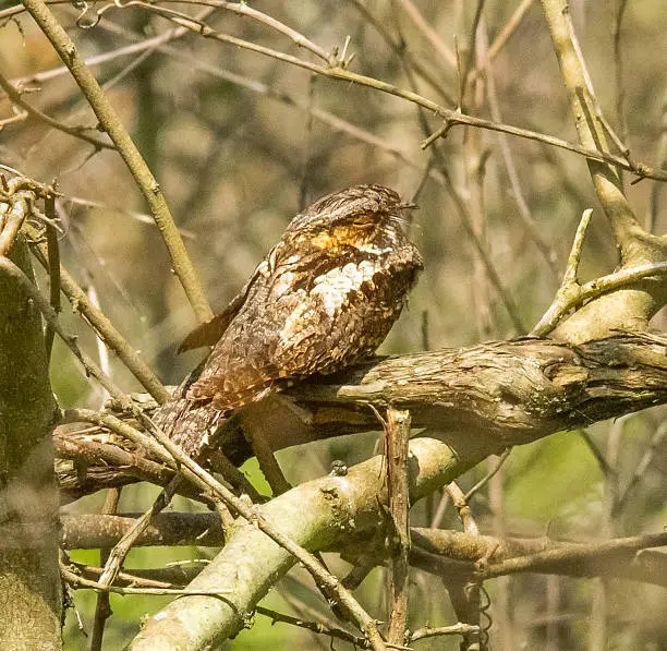 Photo of Eastern Whip-poor-will