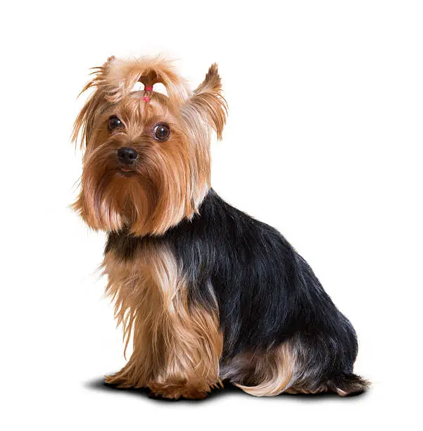 Photo of Yorkshire Terrier dog