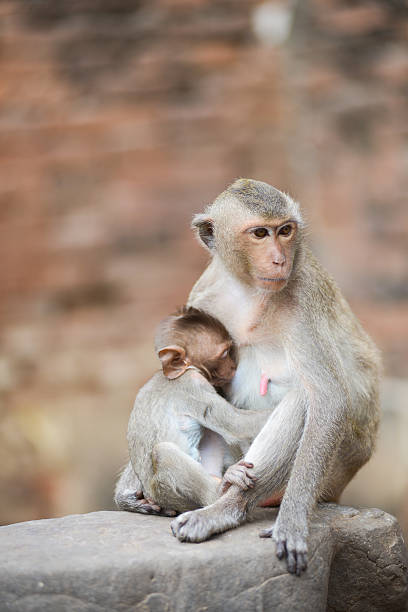 The love and warmth of the mother monkey.