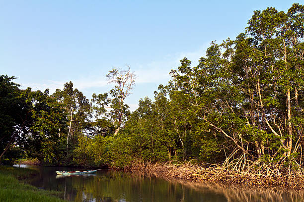 Gabon, Estuary Province, mangrove forest.