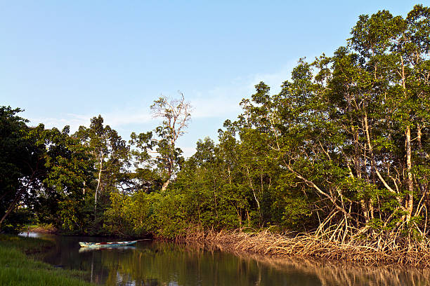 Gabon, Estuary Province, mangrove forest. Gabon, Estuary Province, mangrove forest. gabon stock pictures, royalty-free photos & images