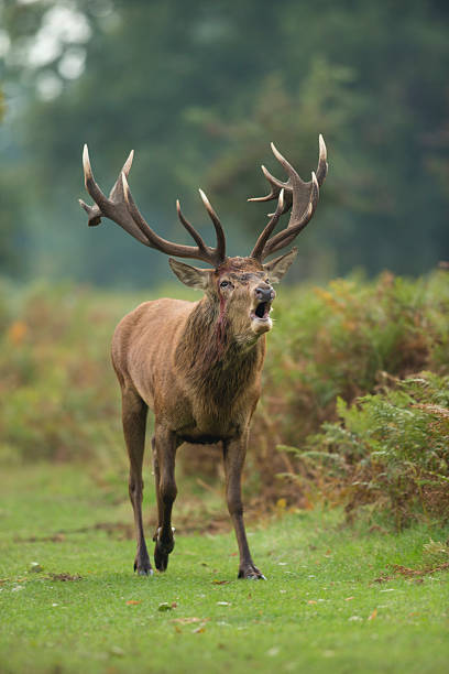 cervo-cervus elaphus - red deer animal mammal wildlife imagens e fotografias de stock