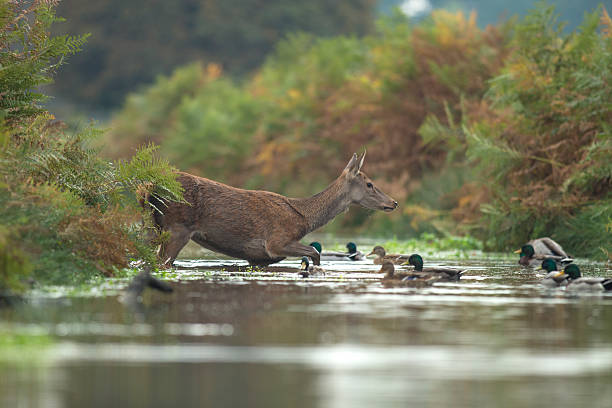 cervo-cervus elaphus - red deer animal mammal wildlife imagens e fotografias de stock