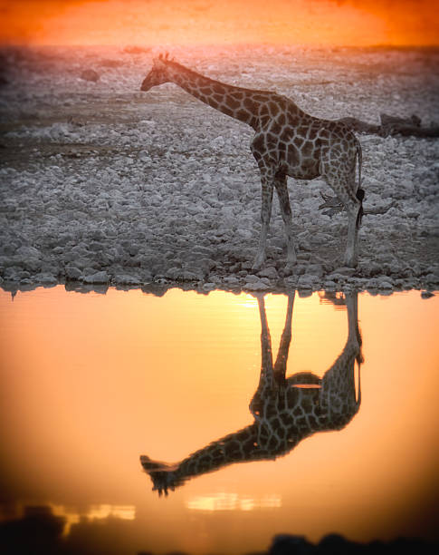 girafa de pôr-do-sol - giraffe namibia africa animal imagens e fotografias de stock