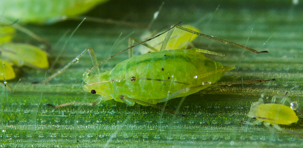 A big green aphid on a leaf with other little ones nearby.