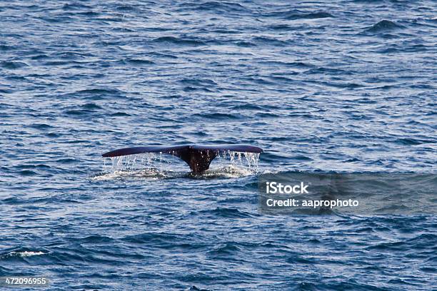 Southern Right Whale Tail Flukes Stock Photo - Download Image Now - Africa, Animal, Animal Body