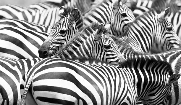 Zebra stripes stock photo