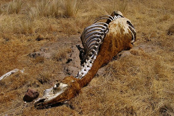 cow 스켈레톤 건성 목초 - animal skull drought animal bone dry 뉴스 사진 이미지