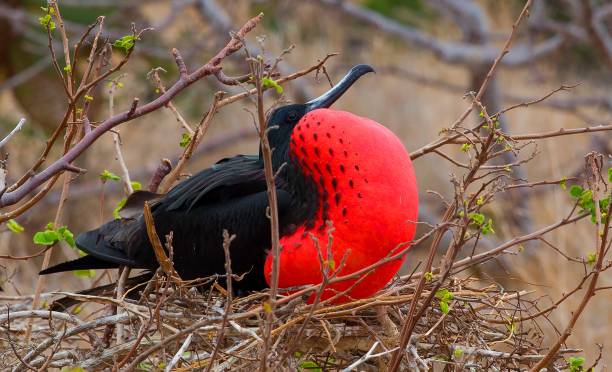 istock Male Galapagos greater frigate bird 472097509
