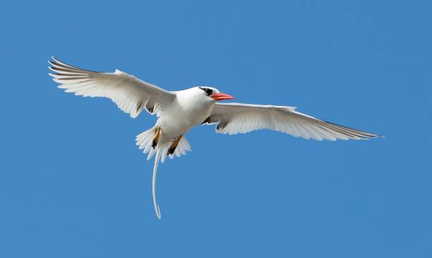 istock Red-billed Tropicbird, Galapagos 472097559