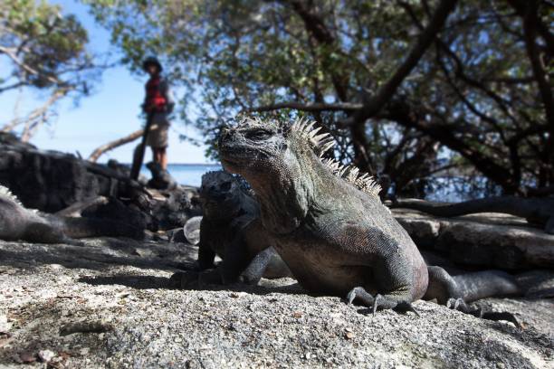 istock Marine iguana on Galapagos islands 472097983