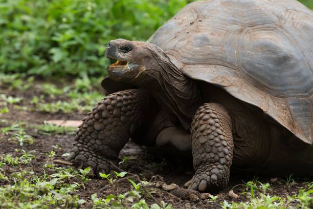 istock Galapagos Giant Tortoise 472098931