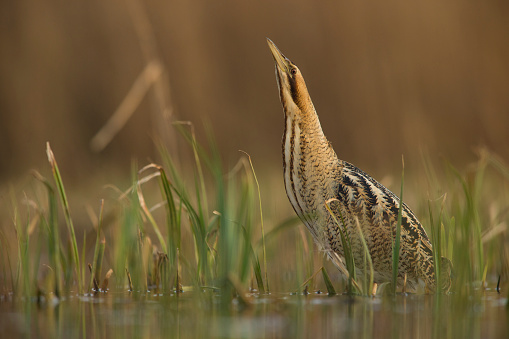 Bittern stalking for prey in shallow water during the late evening sun.