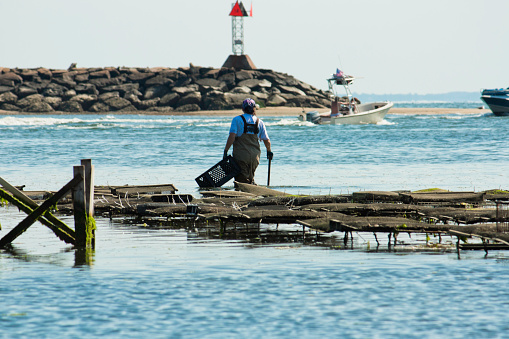 Wellfleet, Massachusetts, USA-August 17, 2013: Person oyster fishing in Wellfleet, Massachusetts.