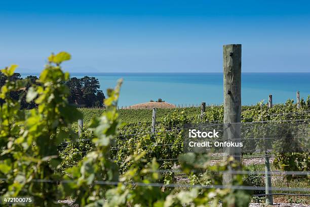 Foto de Vinhedos e mais fotos de stock de Vinho - Vinho, Marlborough - Nova Zelândia, Nova Zelândia