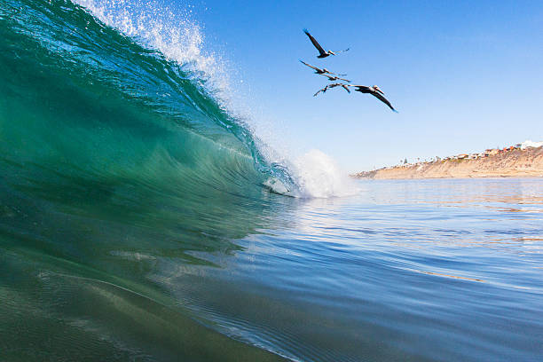 pássaros e onda - california encinitas beauty in nature blue - fotografias e filmes do acervo