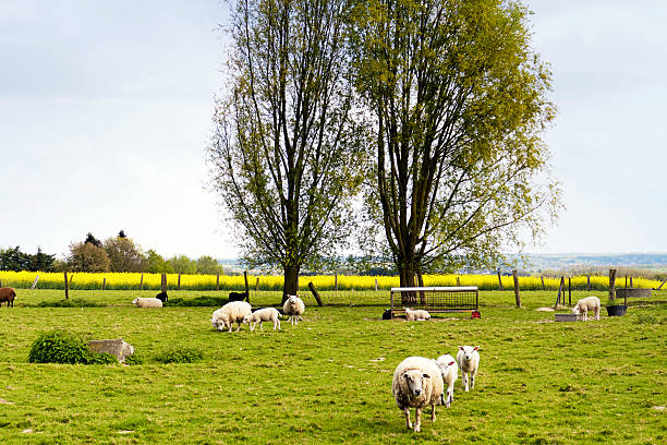 Sheeps eat grass on the meadow what can be seen near Zakopane in Poland.