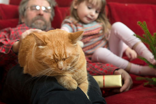 Cute girl looking at Christmas present, granfather watching TV, ginger cat resting, Slovenia, Europe.