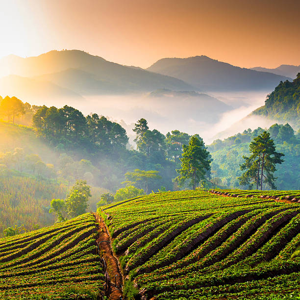 istock Beautiful sunshine at misty morning mountains . 472100585