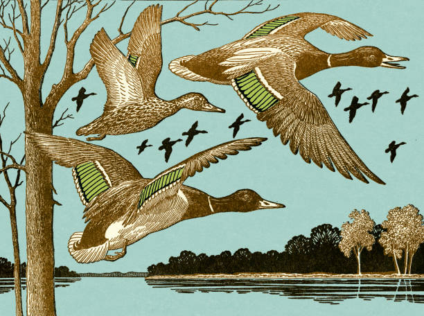 stockillustraties, clipart, cartoons en iconen met ducks flying - eend watervogel