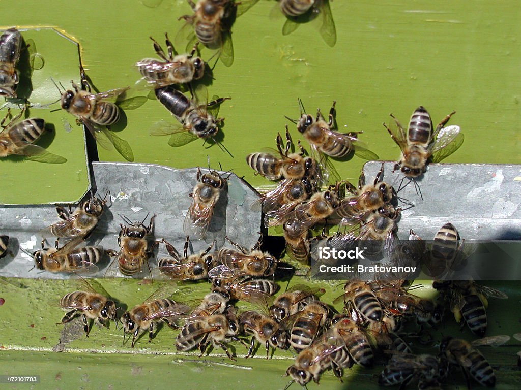 La communauté - Photo de Abeille libre de droits