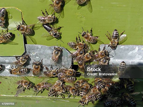 Photo libre de droit de La Communauté banque d'images et plus d'images libres de droit de Abeille - Abeille, Abeille domestique, Aile d'animal