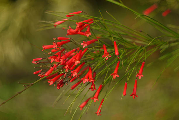 coral plant flower (fountain plant, stave-wood,surinam quassia wood)