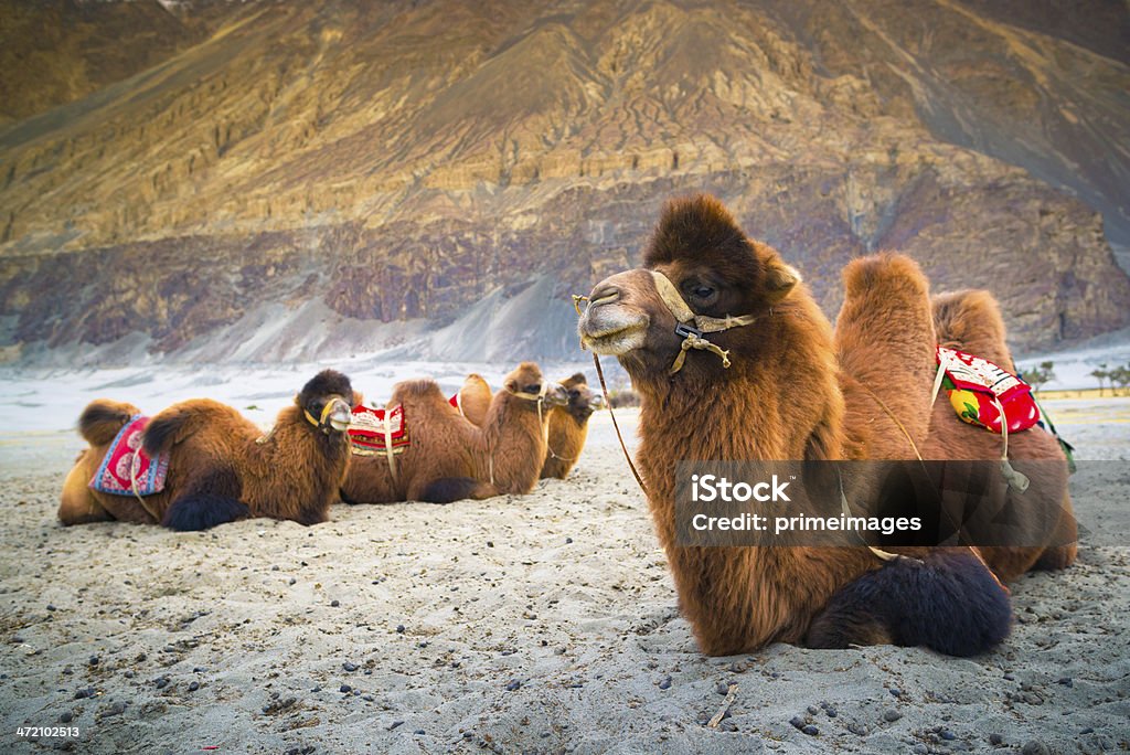 Camel attend pour les touristes dans la vallée de la Nubra, Leh. - Photo de Chameau de Bactriane libre de droits