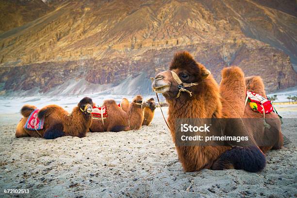 Photo libre de droit de Camel Attend Pour Les Touristes Dans La Vallée De La Nubra Leh banque d'images et plus d'images libres de droit de Chameau de Bactriane
