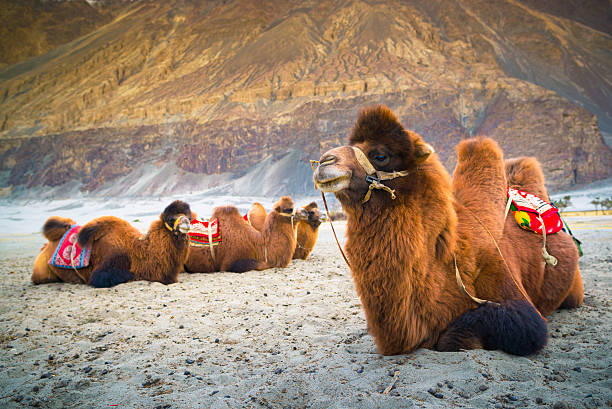 верблюд ждет туристов в nubra долина, leh. - bactrian camel стоковые фото и изображения