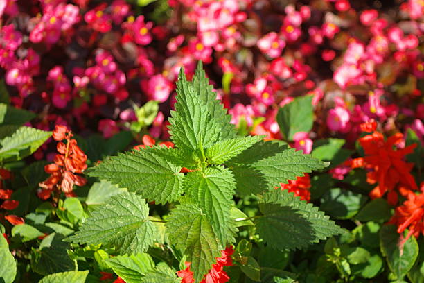 nettle on red little flowers