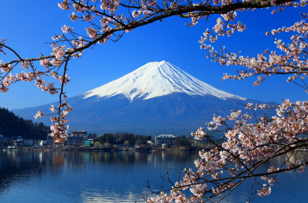 bellissimi fiori di ciliegio con il monte fuji, giappone - lago kawaguchi foto e immagini stock