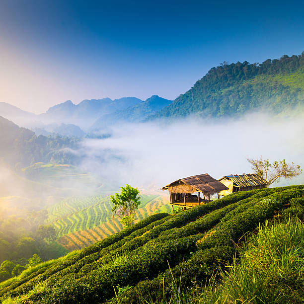 istock Beautiful sunshine at misty morning mountains . 472102917