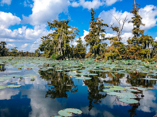 Louisiana swamp with cypress trees and water lilies. AdobeRGB colorspace.