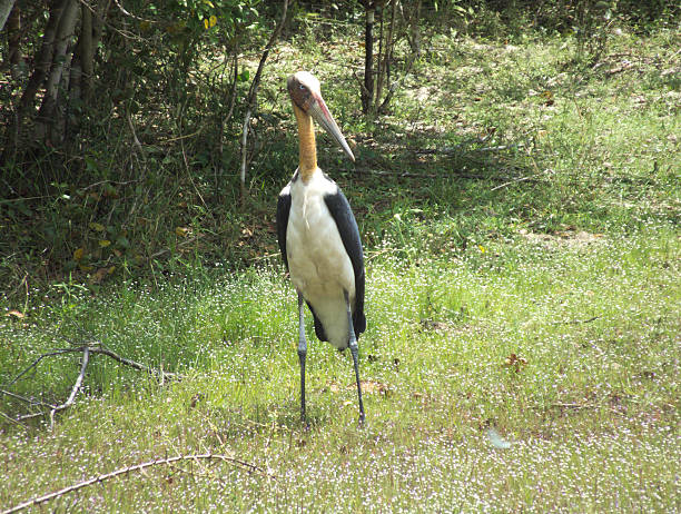 istock Lesser Adjutant Stork (Leptoptilos javanicus) in a Tropical Jungle Setting 472103532