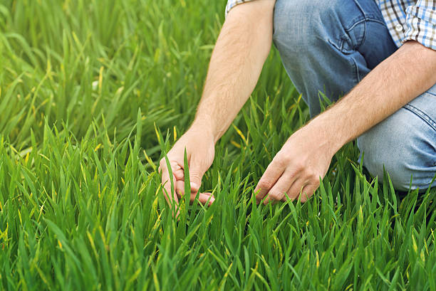 istock Farmer Examines and Controls Young Wheat Cultivation Field 472104266