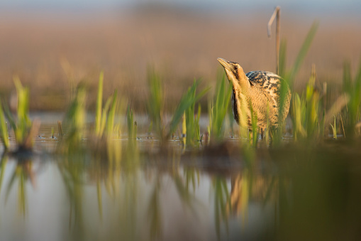 Bittern stalking for prey in shallow water during the late evening sun.