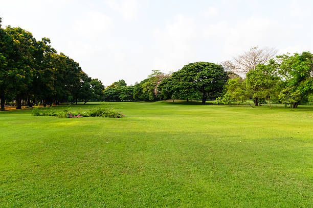 istock Trees and grasses in the park in morning 472104776