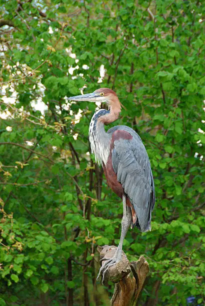 One goliath Heron standing on a treetrunk.