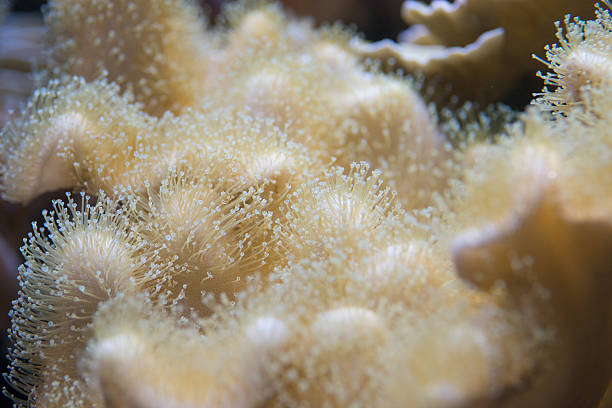 istock tropical aquarium background underwater anemone - coral reef background 472106303