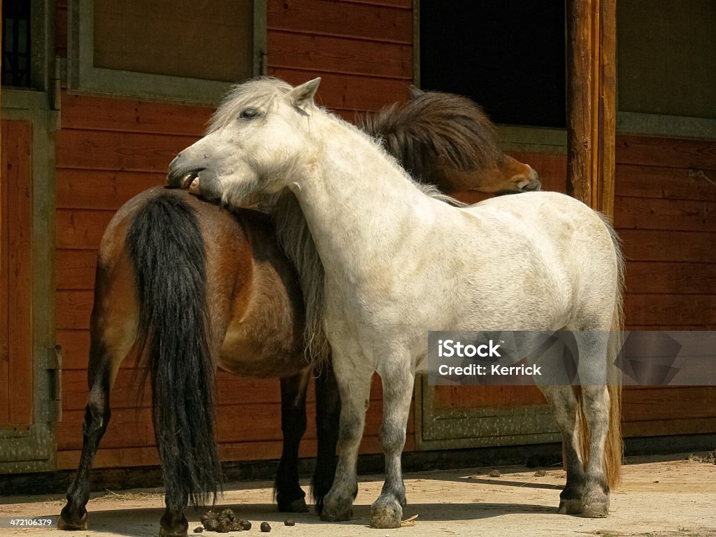 Zwei Pferde kratzen shetland pony - Lizenzfrei Pony Stock-Foto