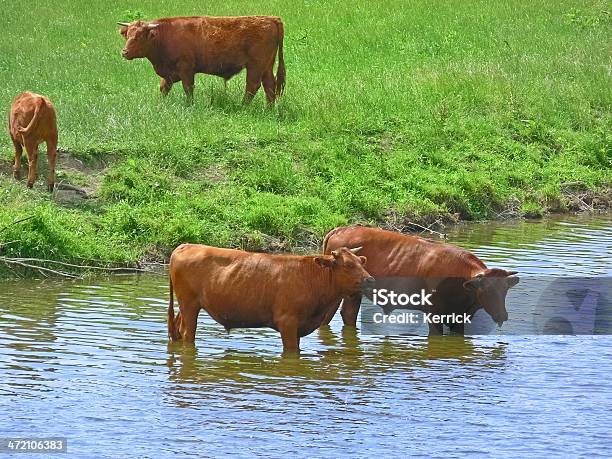 Kühe Trinken In River Stockfoto und mehr Bilder von Agrarbetrieb - Agrarbetrieb, Biologie, Fluss